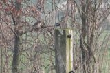 20140119_Bruine klauwier_Netterden_04